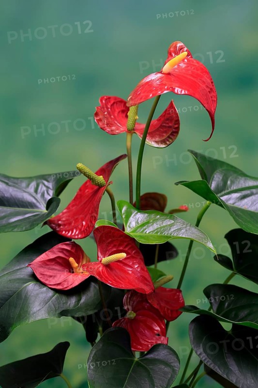 Flamingo flower (Anthurium), flowering, houseplant, Ellerstadt, Germany