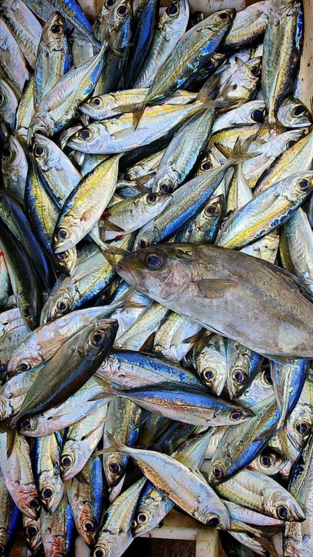 A large pile of silver fish in close-up, bigeye herring mackerel (selar crumenophthalmus), in a box, Mindelo fish market, Mindelo, Sao Vicente, Cabo Verde, Cape Verde, Cape Verde Islands
