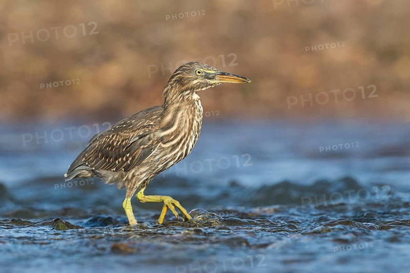 Striated Heron (Butorides striata) juvenile hunting, Eilat, Israel