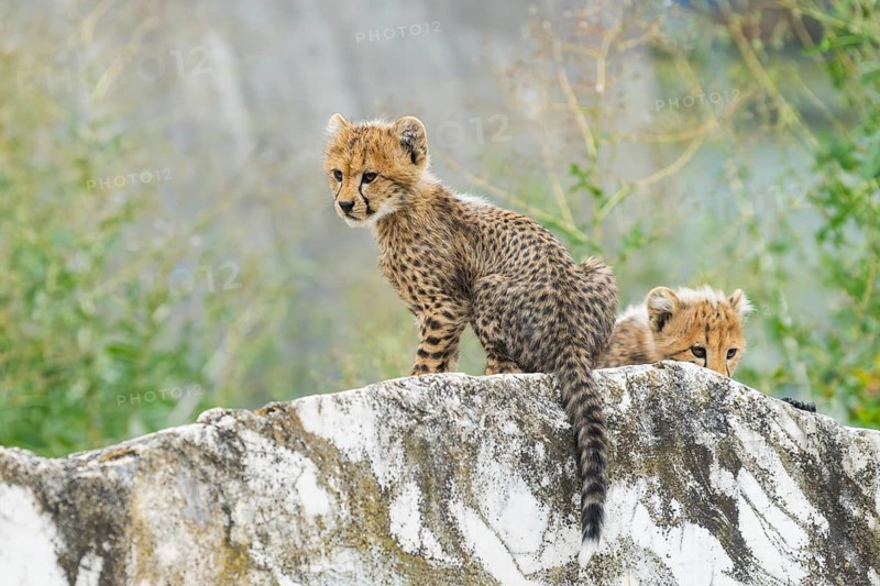 Cheetah (Acinonyx jubatus) youngster sitting on a rock, captive, occurrence Africa