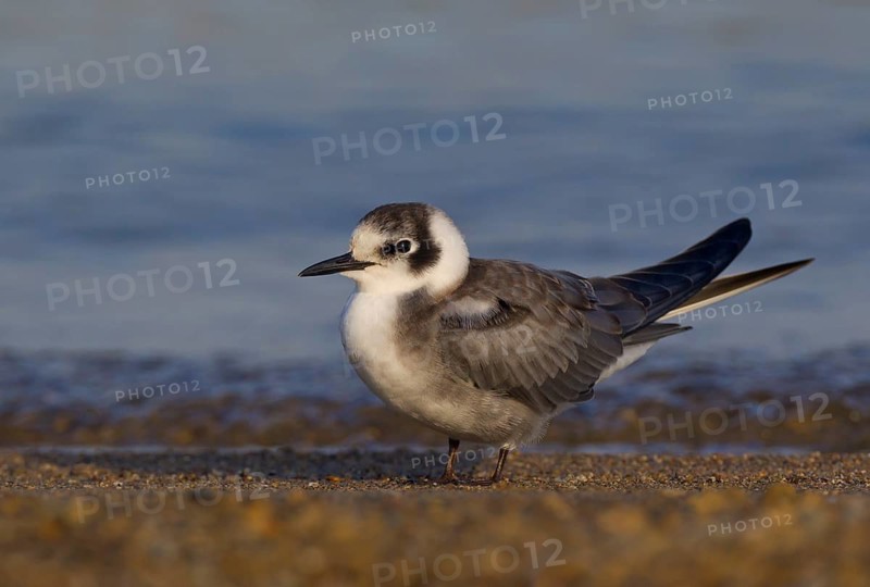 Black Tern (Chlidonias niger), Ohio, USA