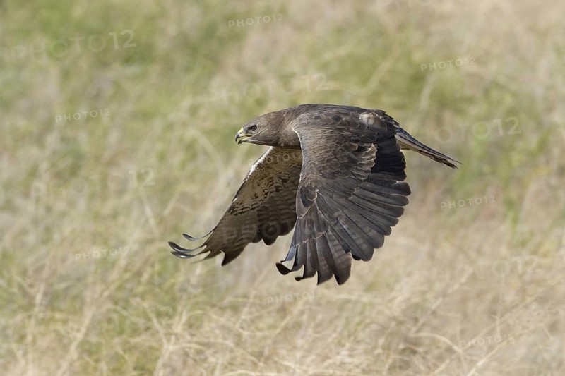 Swainson's Hawk (Buteo swainsoni) flying, Idaho, USA