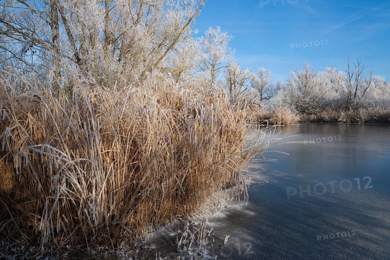Frozen pond, reeds, reeds (Phragmites australis) and trees with hoarfrost, blue sky, Thuringia, Germany