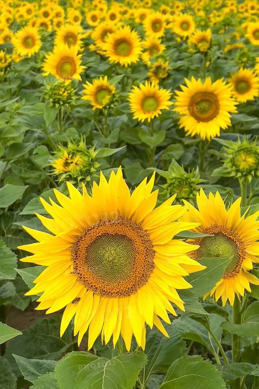 Sunflower (Helianthus annuus) Sunlight, blossom, summer feeling, blossoming sunflower field, Middle Elbe Biosphere Reserve, Saxony-Anhalt, Germany
