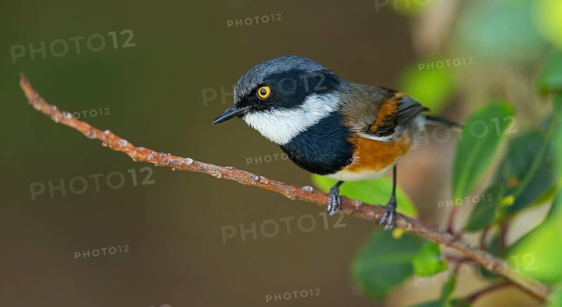 Cape Flycatcher, (Batis capensis), Giant's Castle Hutted Camp, Rive, Imbabazane Local Municipality, KwaZulu-Natal, South Africa