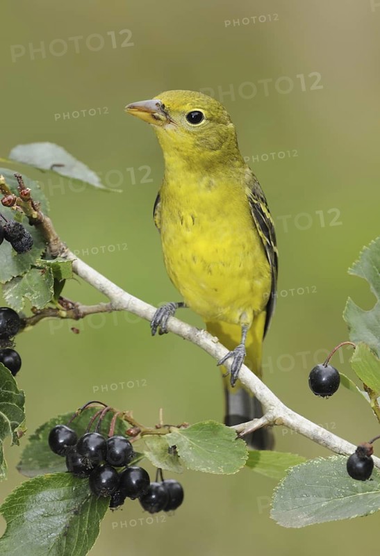Western Tanager (Piranga ludoviciana) female, British Columbia, Canada