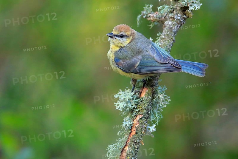 Blue tit (Cyanistes caeruleus) in the Sierra de Grazalema Natural Park. Southern Spain