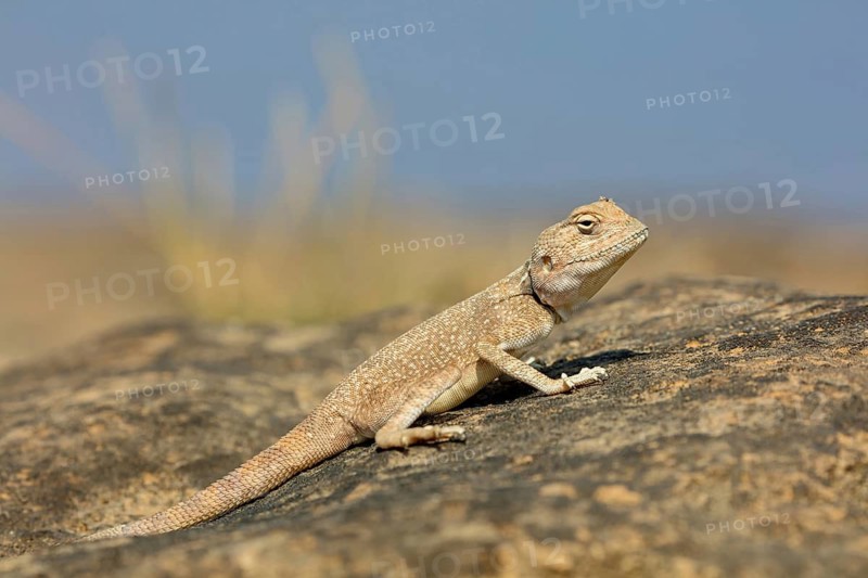 (Pseudotrapelus dhofarensis), Dhofar Desert Agama, agama, lizard, reptile, rock, agama species in the Middle East, Khawr Rawri, Salalah, Dhofar, Oman