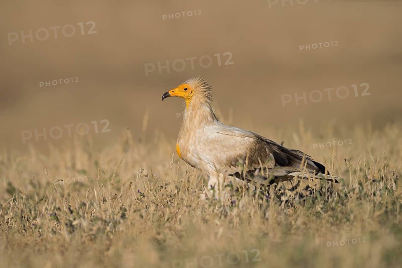 Egyptian Vulture (Neophron percnopterus) in field, Castile-La Mancha, Spain
