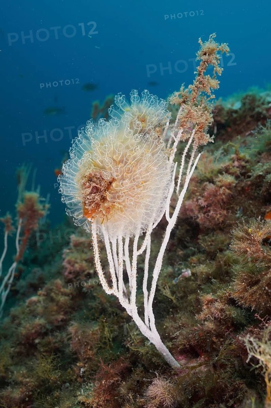 Translucent Sea squirt (Clavelina Dellavallei)