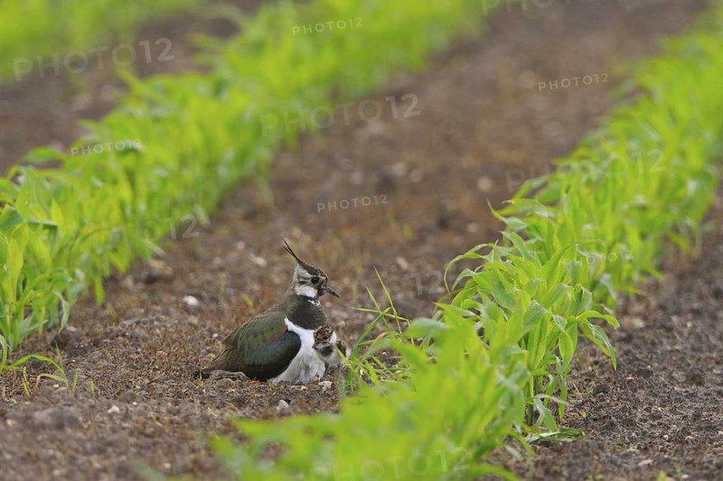 Northern Lapwing (Vanellus vanellus), North Rhine-Westphalia, Germany