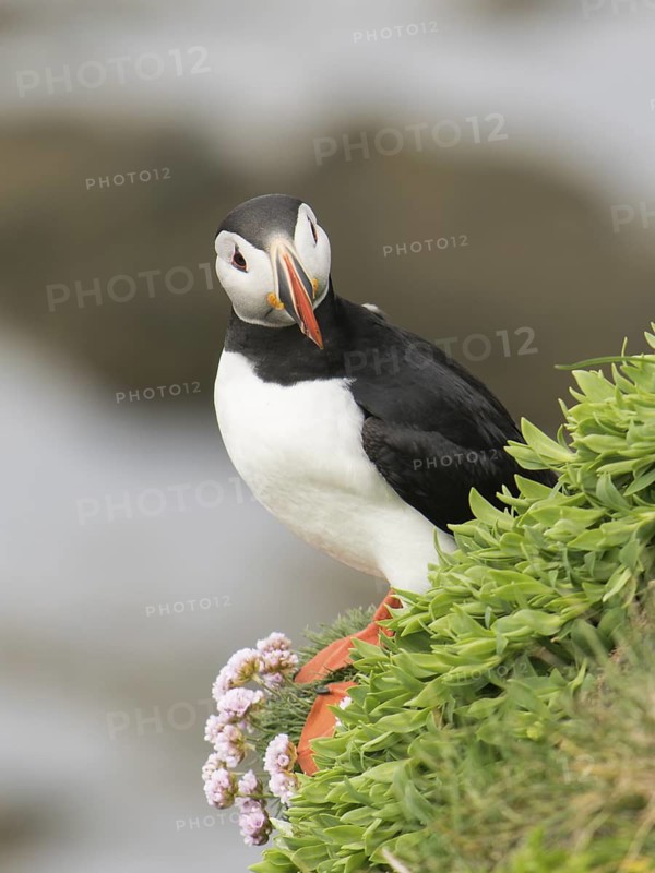 Atlantic Puffin (Fratercula arctica), Látrabjarg, Iceland
