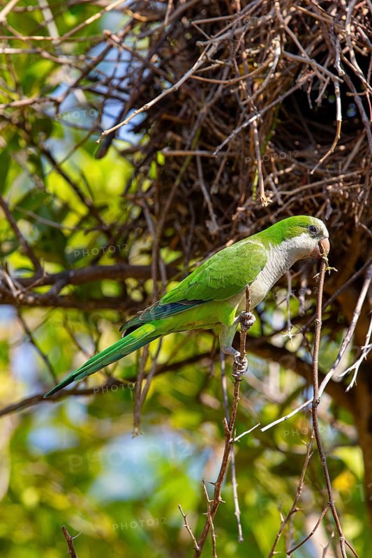 Monk parakeet (Myiopsitta monachus) Pantanal Brazil