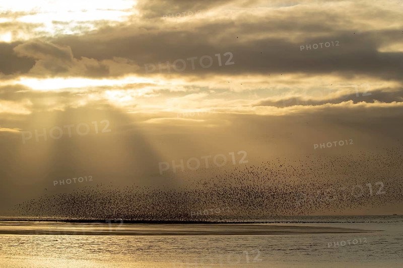 Red knot (Calidris canutus) adult wading birds flying in a large flock at high tide at sunset, RSPB Snettisham nature reserve, Norfolk, England, United Kingdom
