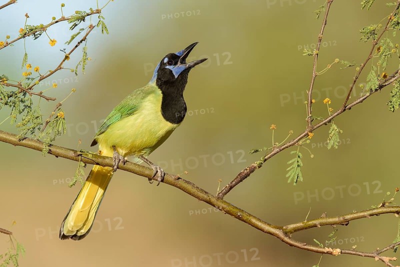 Green Jay (Cyanocorax luxuosus) calling from a branch, Texas, USA