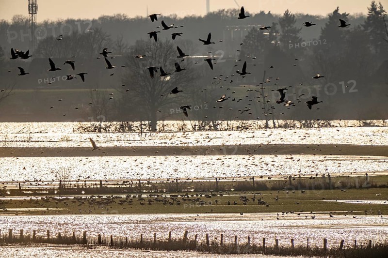 Bislicher Insel, in winter, floods in the floodplains due to Rhine flooding, nature reserve on the Rhine, Altrheinarm, near Xanten, Lower Rhine, Wesel district, one of the few floodplain landscapes in Germany, in winter over 20, 000 wild birds, many arctic geese species pause and hibernate here, North Rhine-Westphalia, Germany