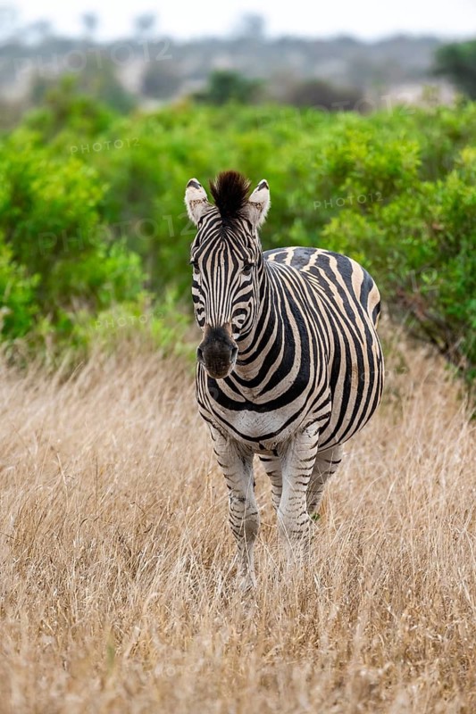 Plains zebra (Equus quagga), in tall grass, Kruger National Park, South Africa