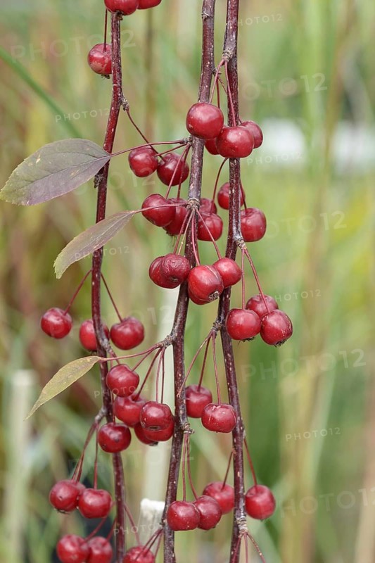 Ornamental apple (Malus 'Royal Beauty'), Federal Republic of Germany