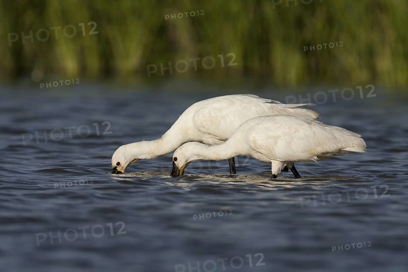 Eurasian Spoonbill (Platalea leucorodia), Andalusia, Spain