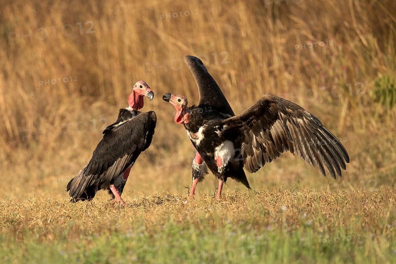 Red-headed Vulture (Sarcogyps calvus), Preah Vihear, Cambodia