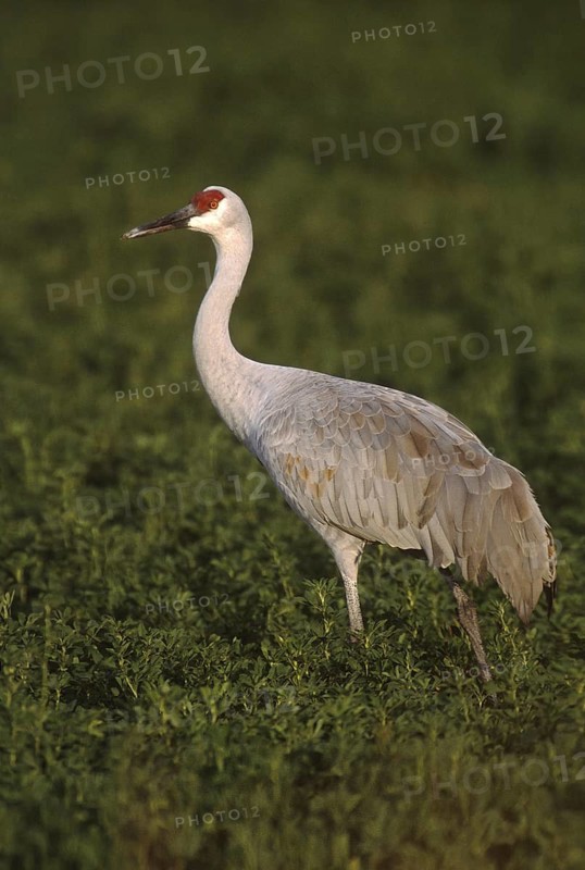 Sandhill Crane (Antigone canadensis), New Mexico, USA