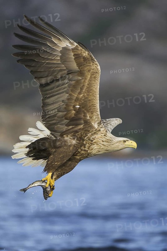 White-tailed Eagle (Haliaeetus albicilla) flying, Nord-Trondelag, Norway