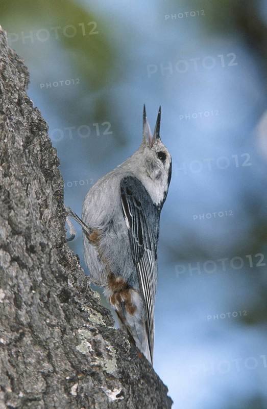White-breasted Nuthatch (Sitta carolinensis), Arizona, USA