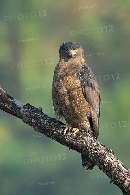 Crested Serpent Eagle (Spilornis cheela), Darjeeling, India