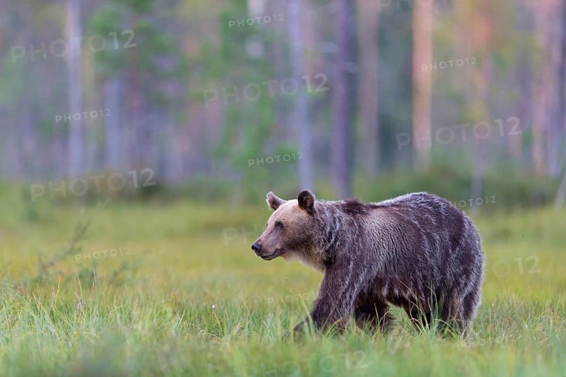 European brown bear, animals, mammals, (Ursus arctos arctos), forest, Scandinavia, bear family, also Eurasian brown bear, biotope, habitat, foraging, Lentiira, Lentiira Kuhmo, Finland