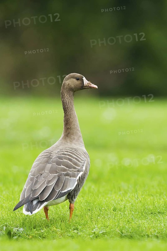 Greater White-fronted Goose (Anser albifrons), Schleswig-Holstein, Germany