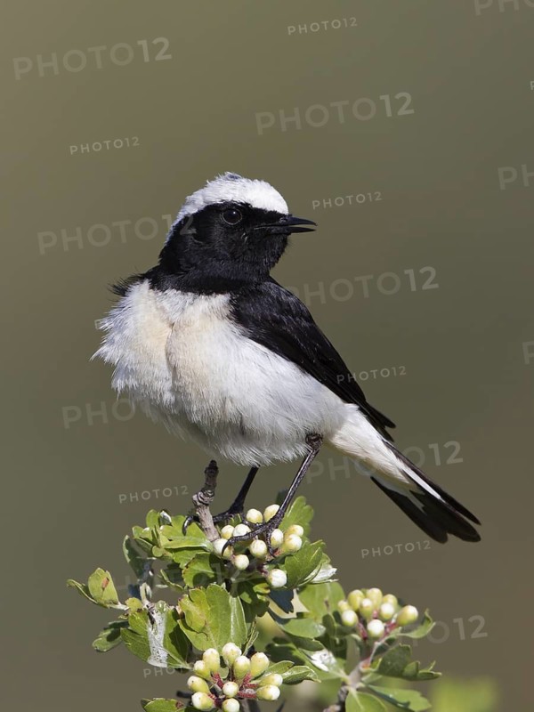 Cyprus Wheatear (Oenanthe cypriaca) male, Paphos, Cyprus