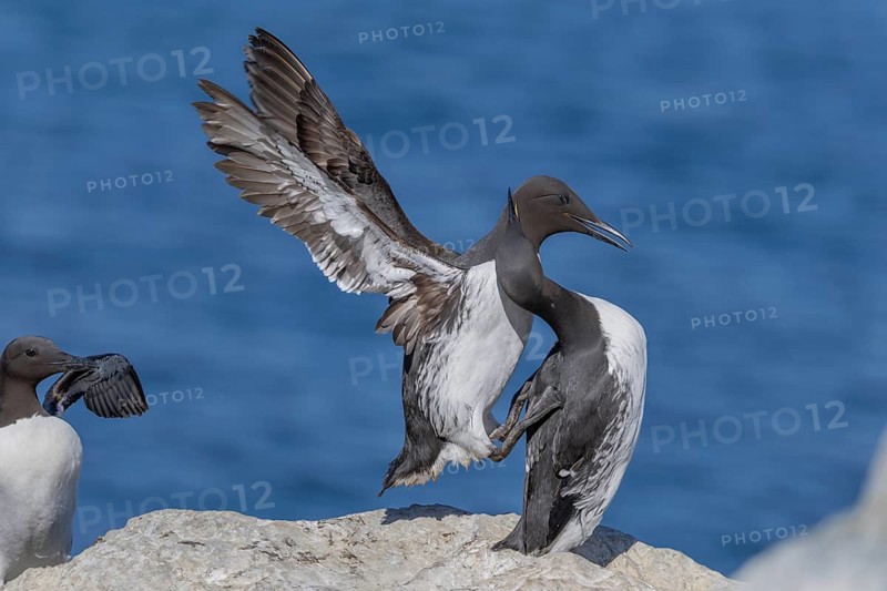 Common guillemot (Uria aalge), pair, Hornoya, Varangerfjord, Norway