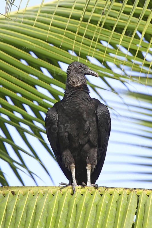 Black Vulture Coragyps atratus Gulfito, Costa Rica 6 November Adult roosting in early morning. Cathartidae