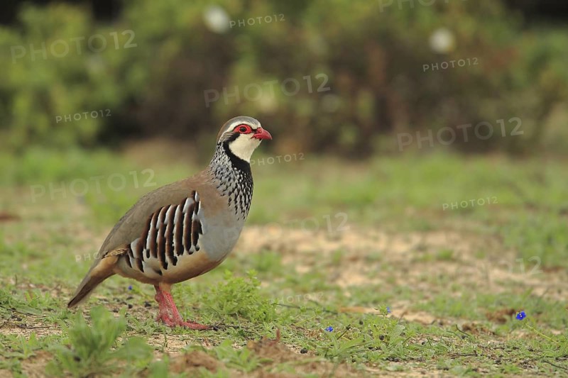 Red-legged Partridge (Alectoris rufa), Andalusia, Spain