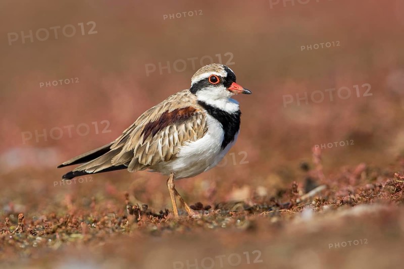 Black-fronted Dotterel (Elseyornis melanops), Victoria, Australia