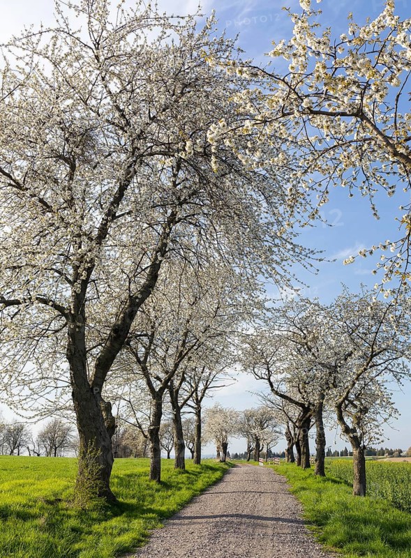 Old cherry tree avenue (Prunus) in bloom, Klipphausen, Saxony, Germany