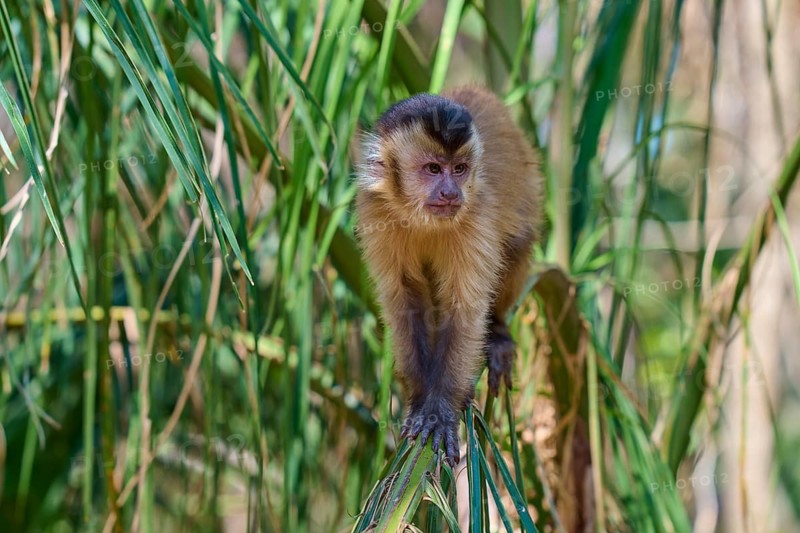 Monkeys in a dense forest, balancing on a branch full of leaves, capuchin monkey (Sapajus apella), Pantanal, Mato Grosso, Brazil