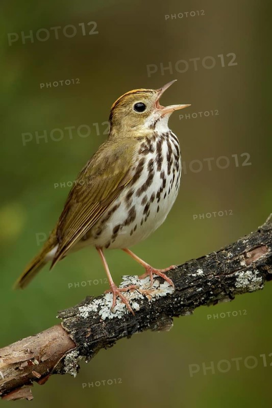 Ovenbird (Seiurus aurocapillus) perched on a branch in Ontario, Canada
