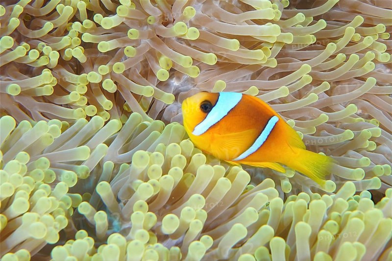 Red sea anemonefish (Amphiprion bicinctus)