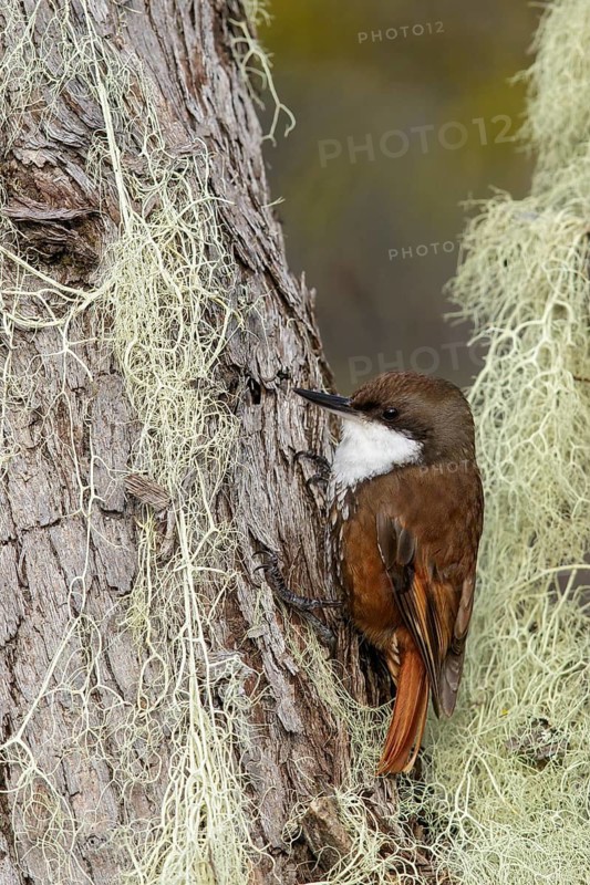 White-throated Treerunner (Pygarrhichas albogularis) perched on a branch in Chile
