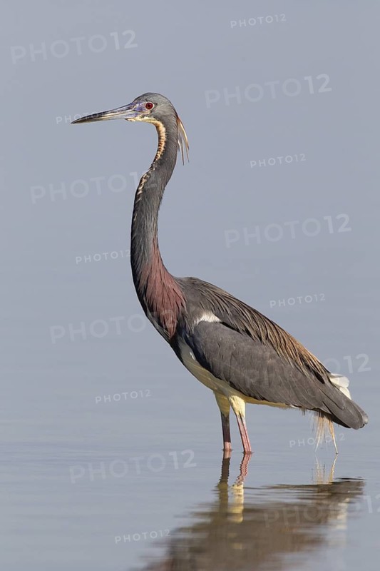 Tricolored Heron (Egretta tricolor), Florida, USA