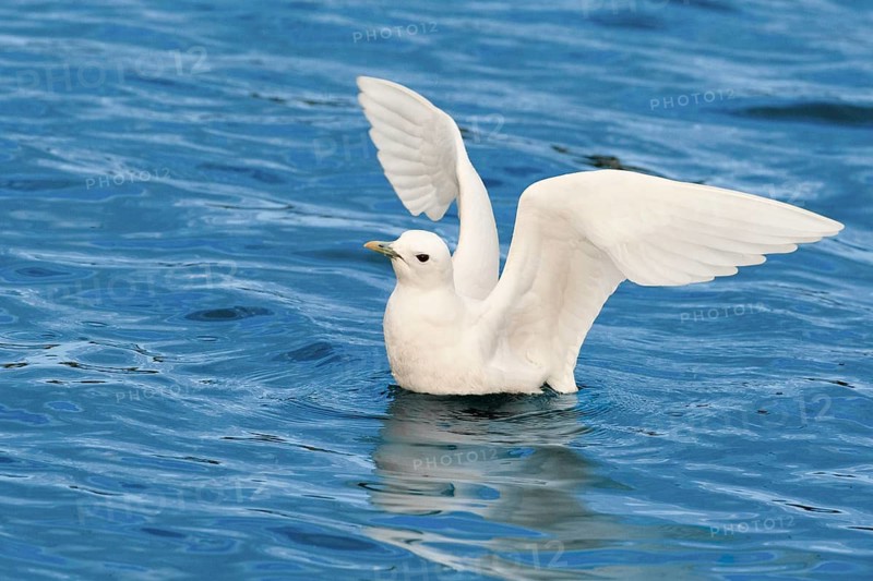 Ivory Gull (Pagophila eburnea), Nazare, Portugal