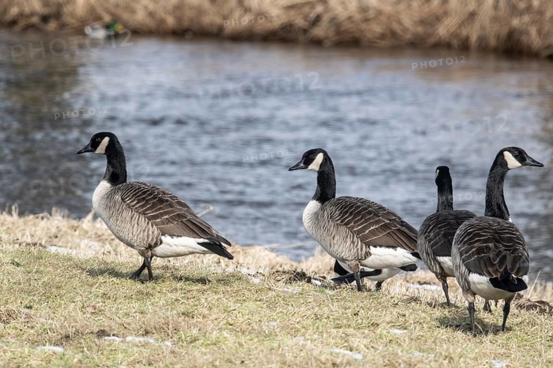 Canada geese (Branta canadensis), Lower Saxony, Germany