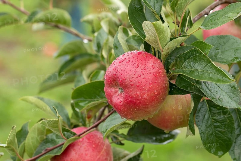Apple (Malus domestica 'Berleis'), Bundessortenamt Prüfstelle Wurz, Germany