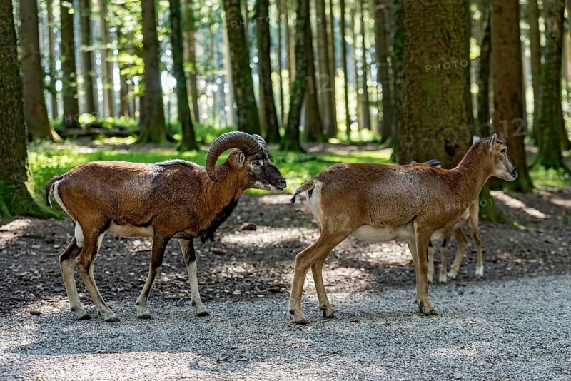European mouflon (Ovis gmelini musimon), mouflon deer, rutting, male and female walking behind each other in a sunlit forest on a forest path, sun rays penetrating through the trees, soft shadows, Poing Wildlife Park, Upper Bavaria, Bavaria, Germany