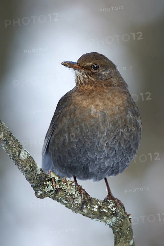 Common Blackbird (Turdus merula) female, Utrecht, Netherlands