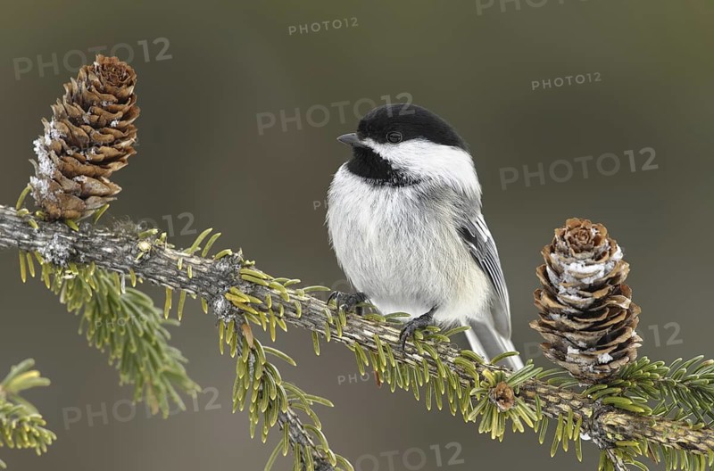 Black-capped Chickadee (Poecile atricapillus), Alaska, USA