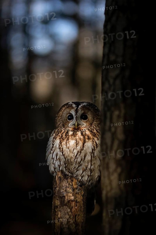 Tawny Owl (Strix aluco) captive, Germany