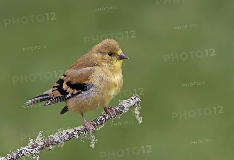 American Goldfinch (Spinus tristis), Saskatchewan, Canada