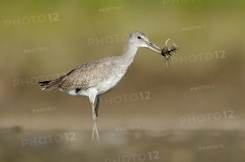 Willet (Tringa semipalmata), Texas, USA